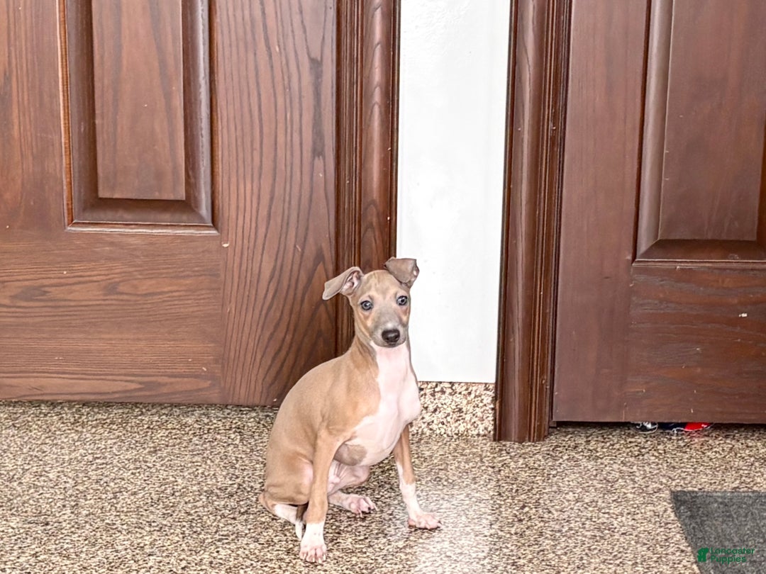Italian Greyhound dogs for sale: Italian Greyhound Puppy 3 - Ad 8