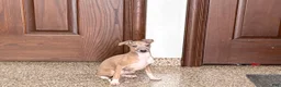 Italian Greyhound dogs for sale: Italian Greyhound Puppy 3 - Ad 8