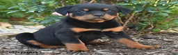Rottweiler dogs for sale: Stella - Ad 3