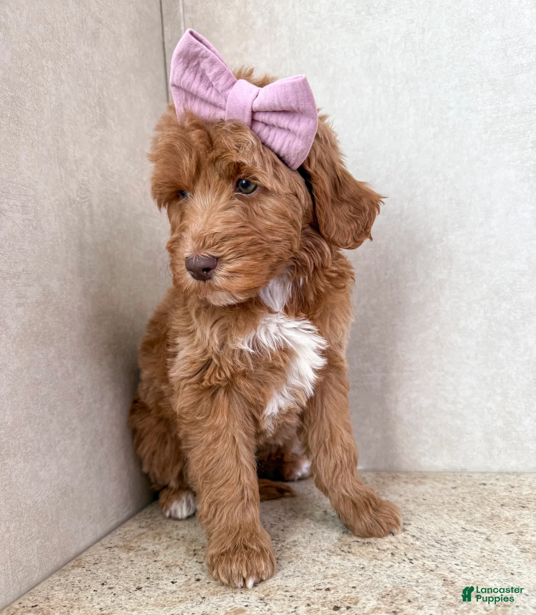 Goldendoodle dogs for sale: Merry - Ad 3