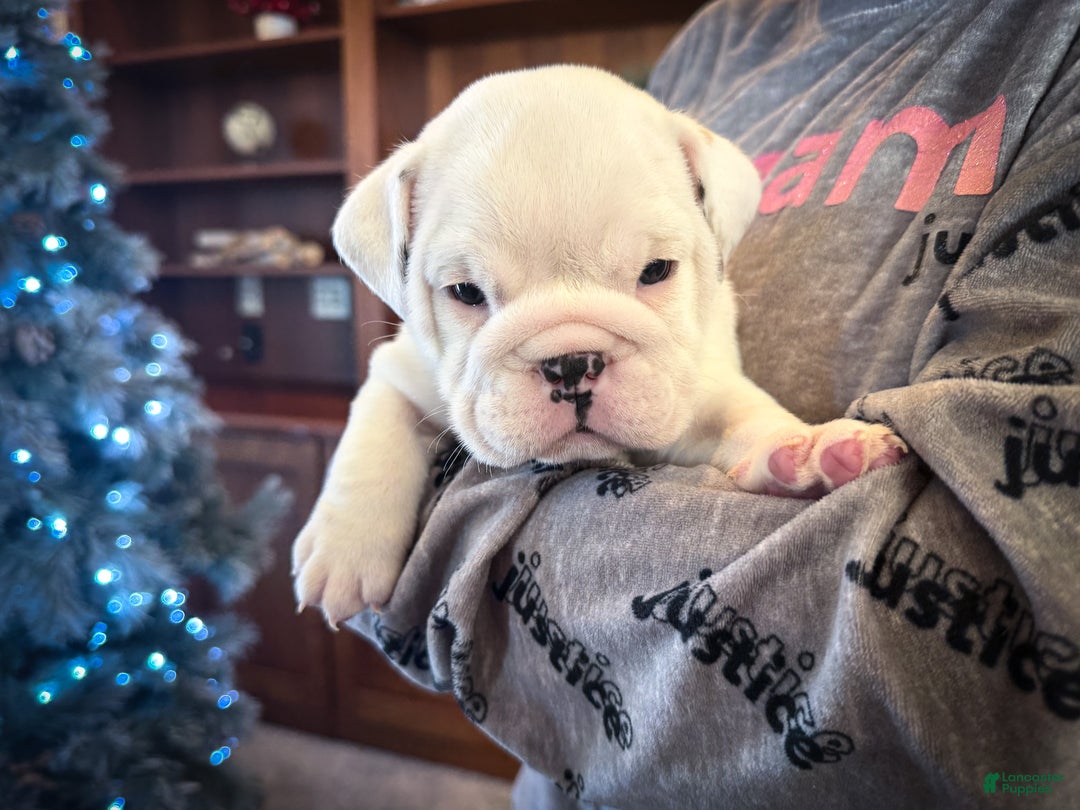 English Bulldog dogs for sale: Jasper - Ad 10