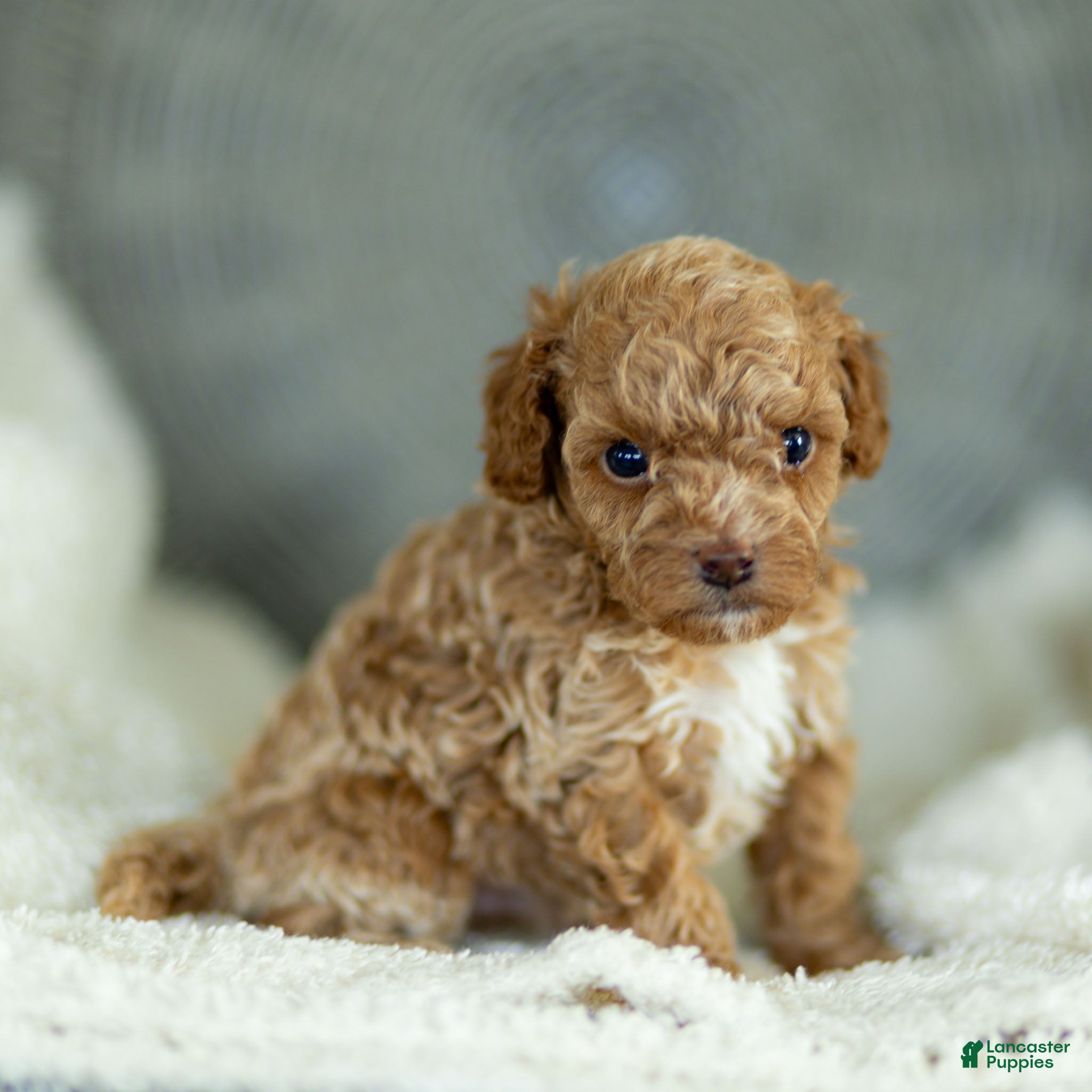 Toy Poodle dogs Guy Toy Poodle  - Ad 1