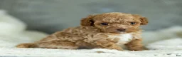 Toy Poodle dogs for sale: Guy Toy Poodle  - Ad 1