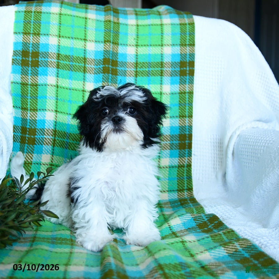 Teddy Bear dogs Matilda - Ad 1