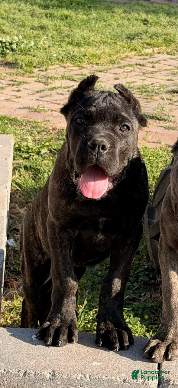 Cane Corso dogs Yellow  - Ad 2