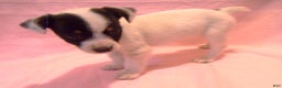 Jack Russell Terrier dogs for sale: Button - Ad 3