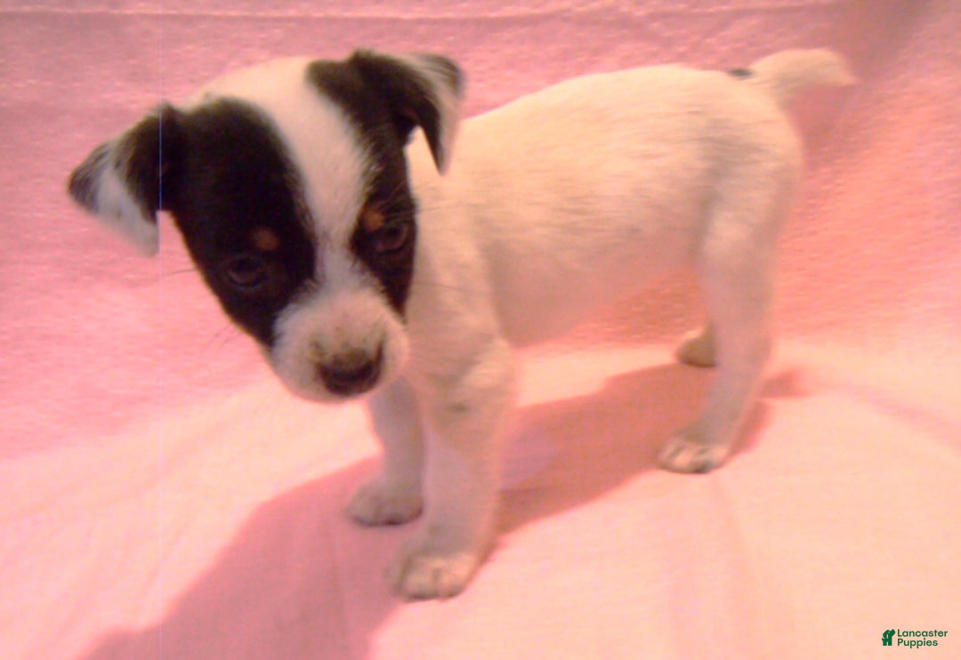 Jack Russell Terrier dogs for sale: Button - Ad 3