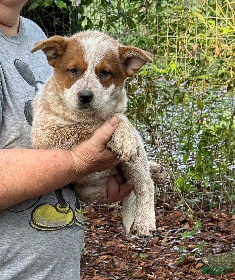 Australian Cattle Dog dogs Australian Cattle Dog Puppy 1 - Ad 1