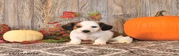 Dachshund dogs for sale: Leo - Ad 3