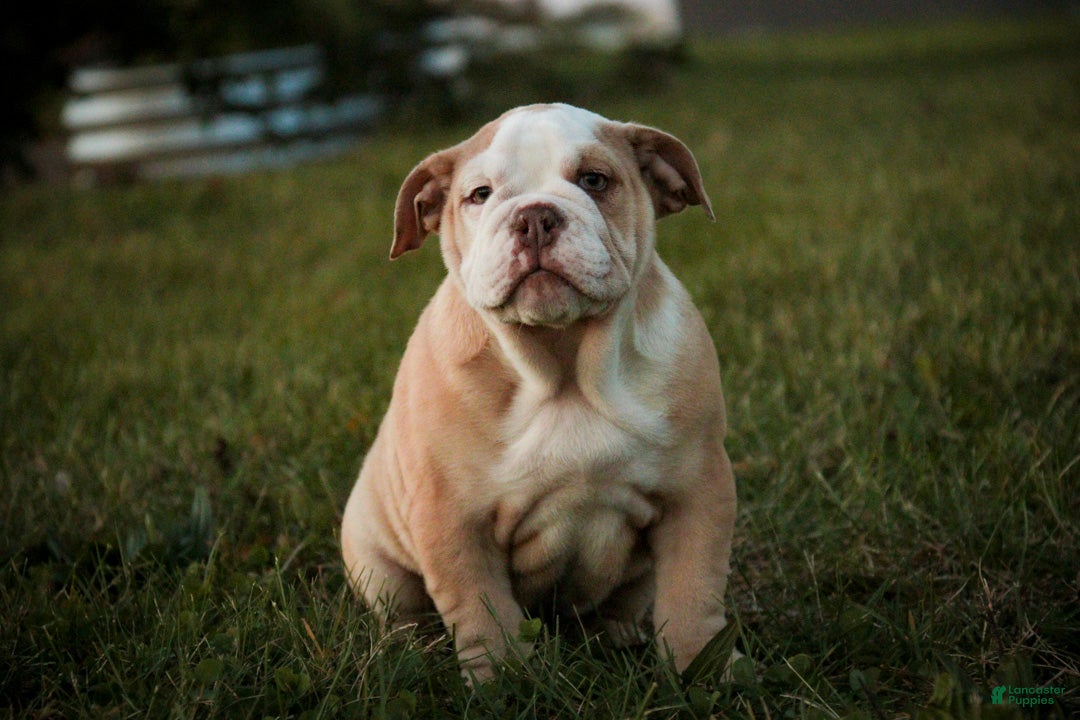 English Bulldog dogs for sale: Tonya English Bulldog  - Ad 1