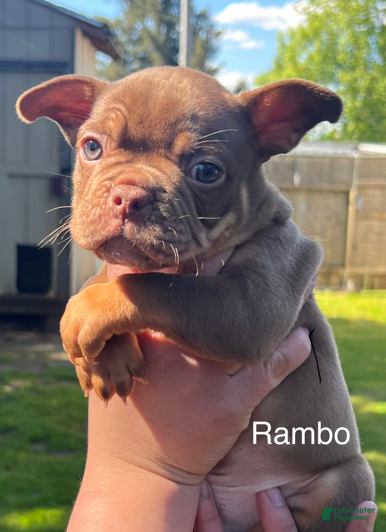 Mixed Breed dogs Rambo  - Ad 5