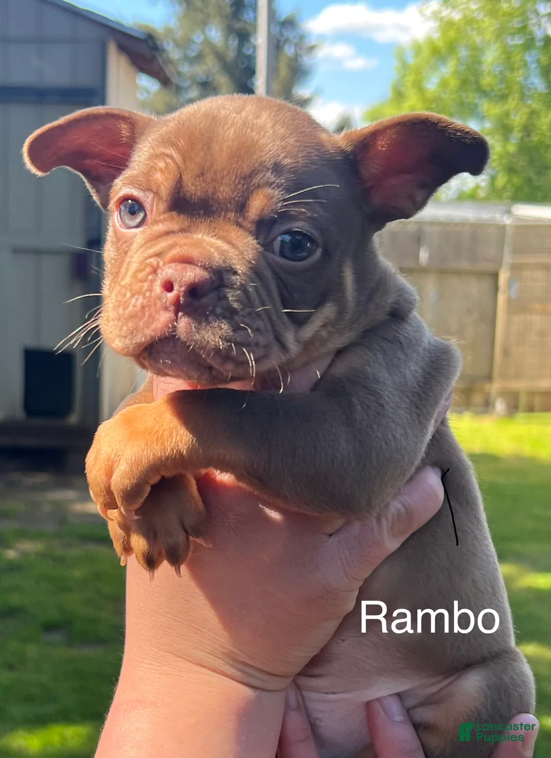 Mixed Breed dogs for sale: Rambo  - Ad 1
