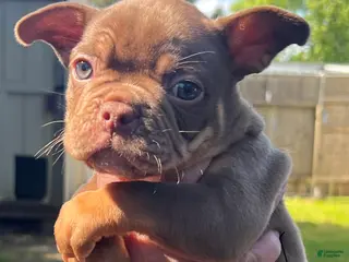 Mixed Breed dogs Rambo - Ad 5