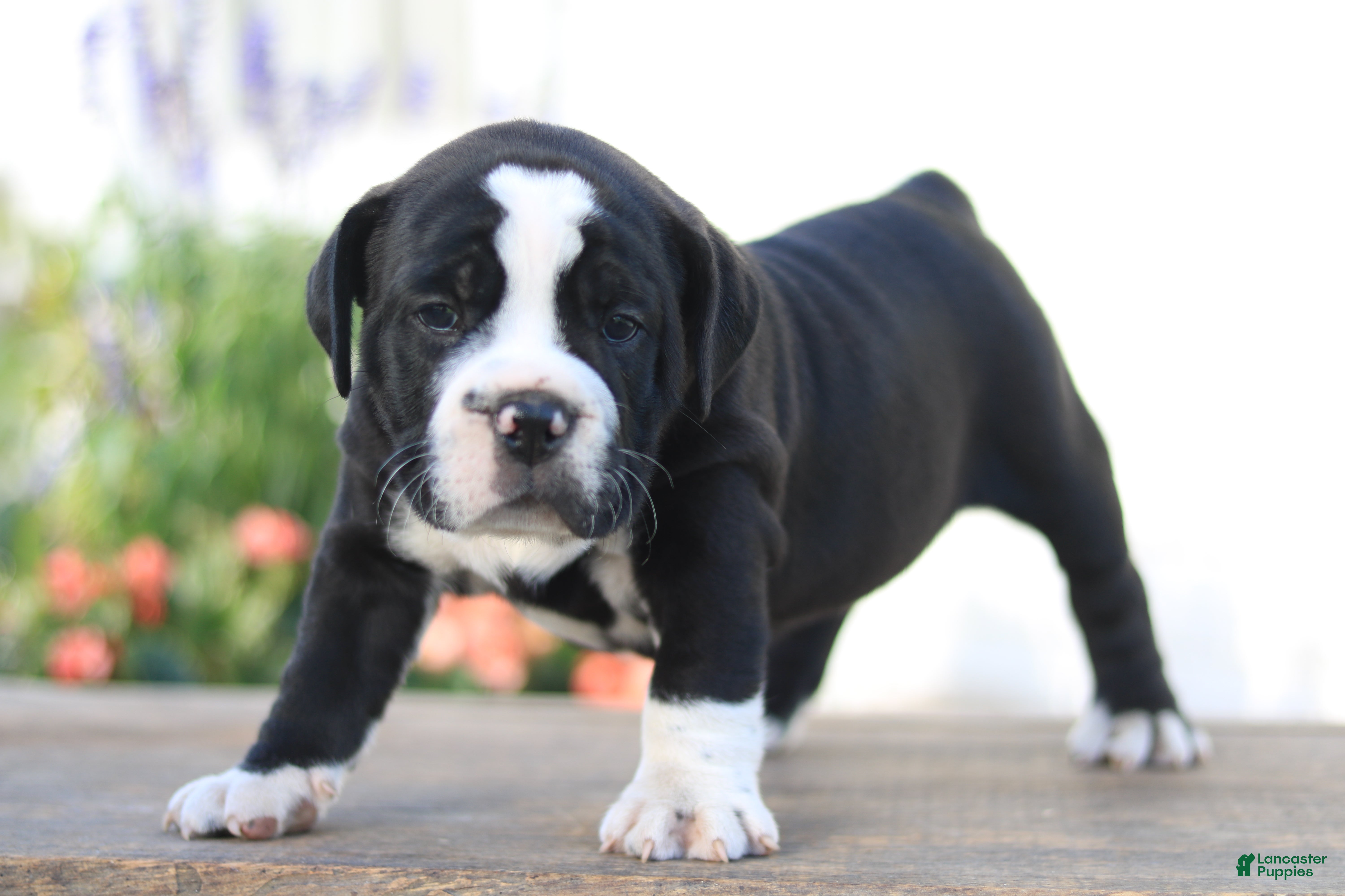 Beabull dogs Panther - Ad 40
