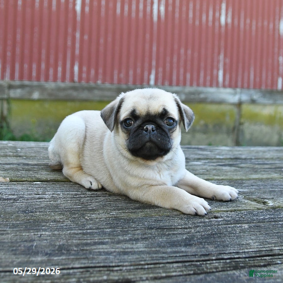 Pug dogs Lucky - Ad 2