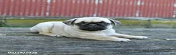 Pug dogs for sale: Lucky - Ad 2