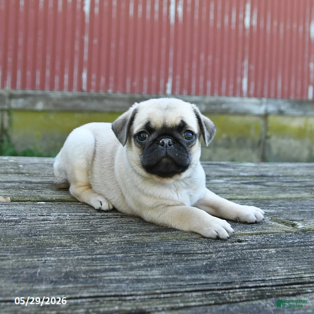 Pug dogs for sale: Lucky - Ad 2