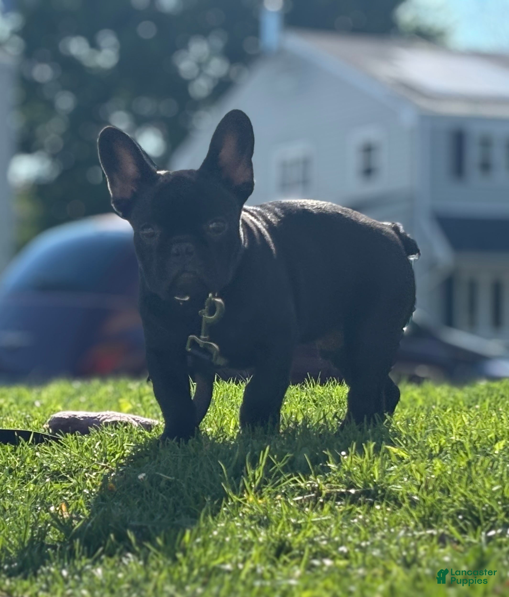 French Bulldog dogs French Bulldog Puppy 3 - Ad 2