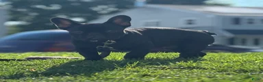 French Bulldog Puppy 3