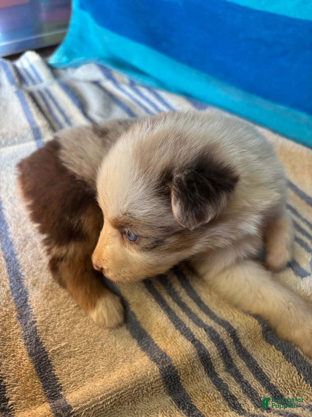 Australian Shepherd dogs for sale: Cinnamon (AKC) - Ad 2