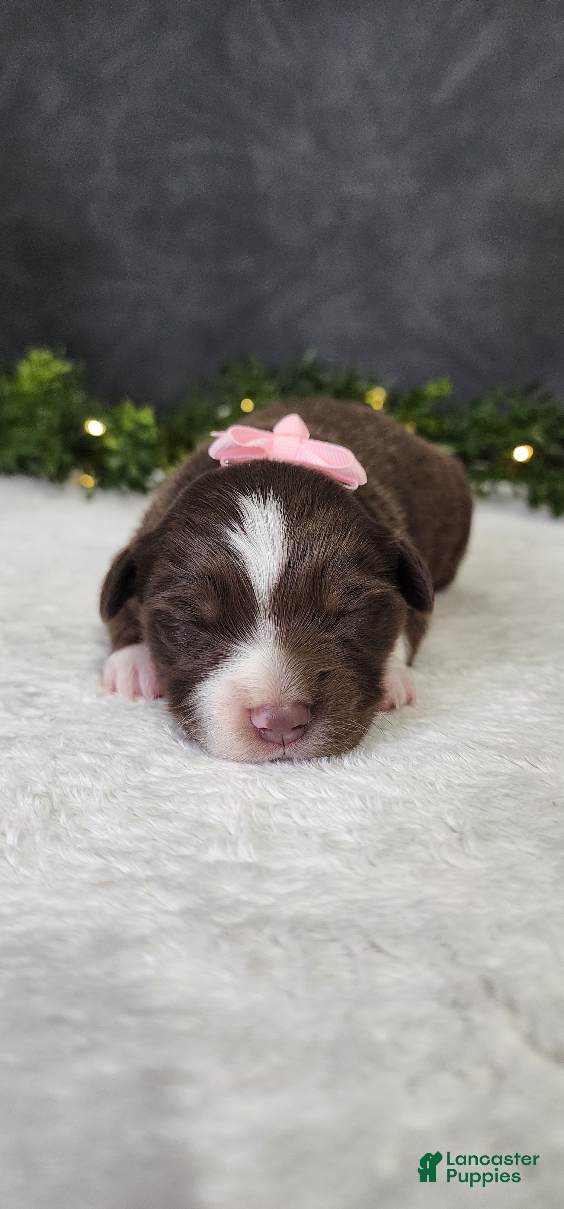 Miniature Australian Shepherd dogs Daisy  - Ad 1