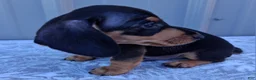 Miniature Dachshund dogs for sale: Axel - Ad 3