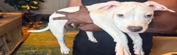 Mixed Breed dogs for sale: Mixed Breed 1 - Ad 8