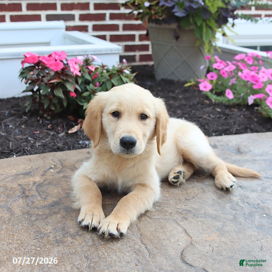 Golden Retriever dogs Miles - Ad 1