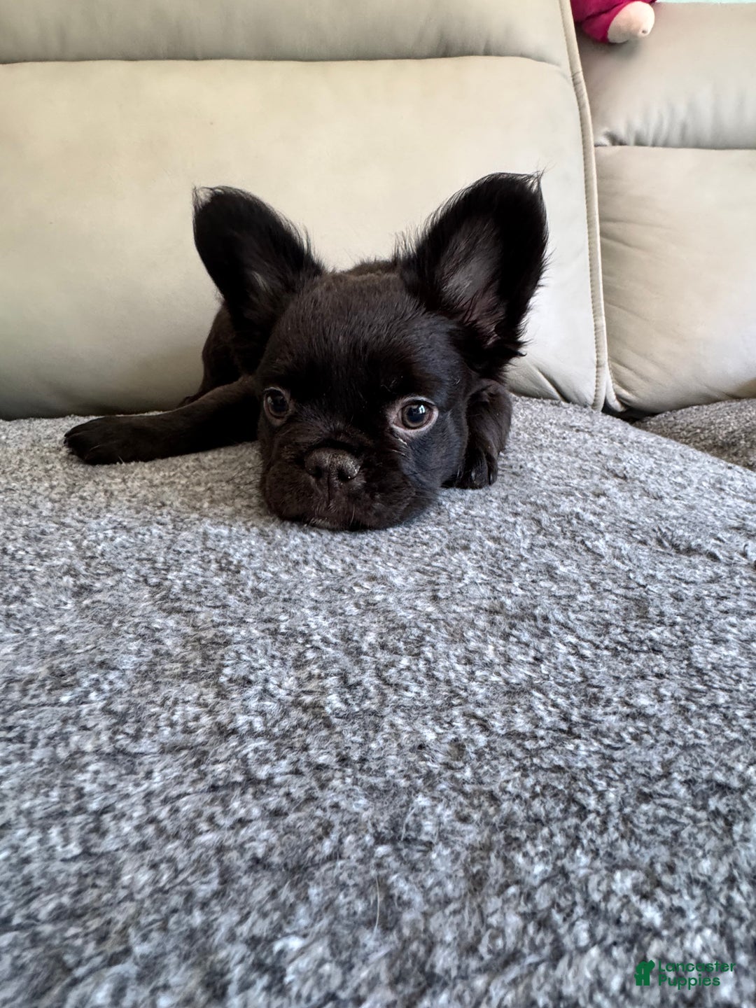 French Bulldog dogs for sale: Nacho - Ad 10