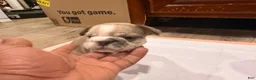 French Bulldog dogs for sale: Calli - Ad 3