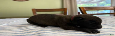 Belgian Malinois 8