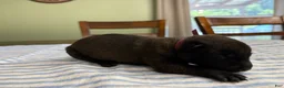 Belgian Malinois dogs for sale: Belgian Malinois 8 - Ad 1