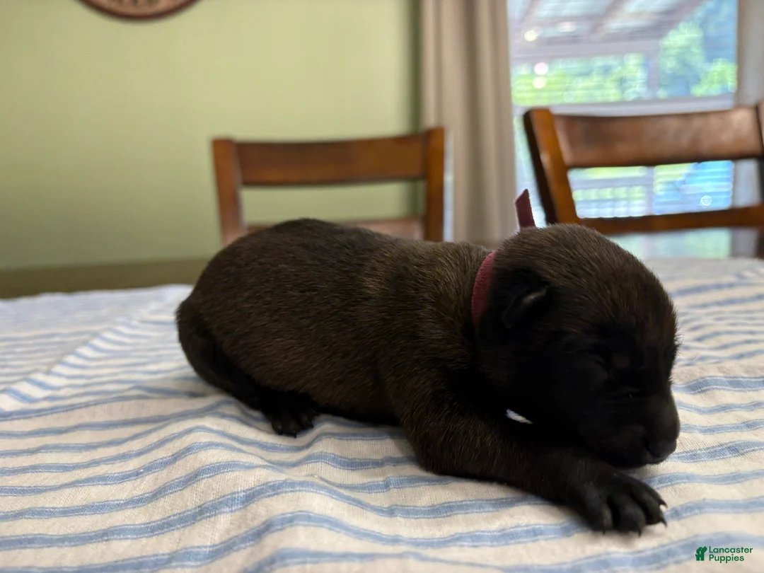 Belgian Malinois dogs for sale: Belgian Malinois 8 - Ad 1