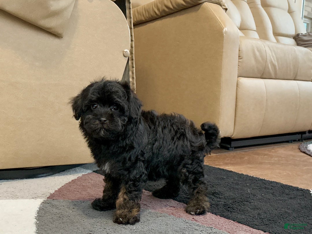 Havapoo dogs for sale: Havapoo Puppy 2 - Ad 11