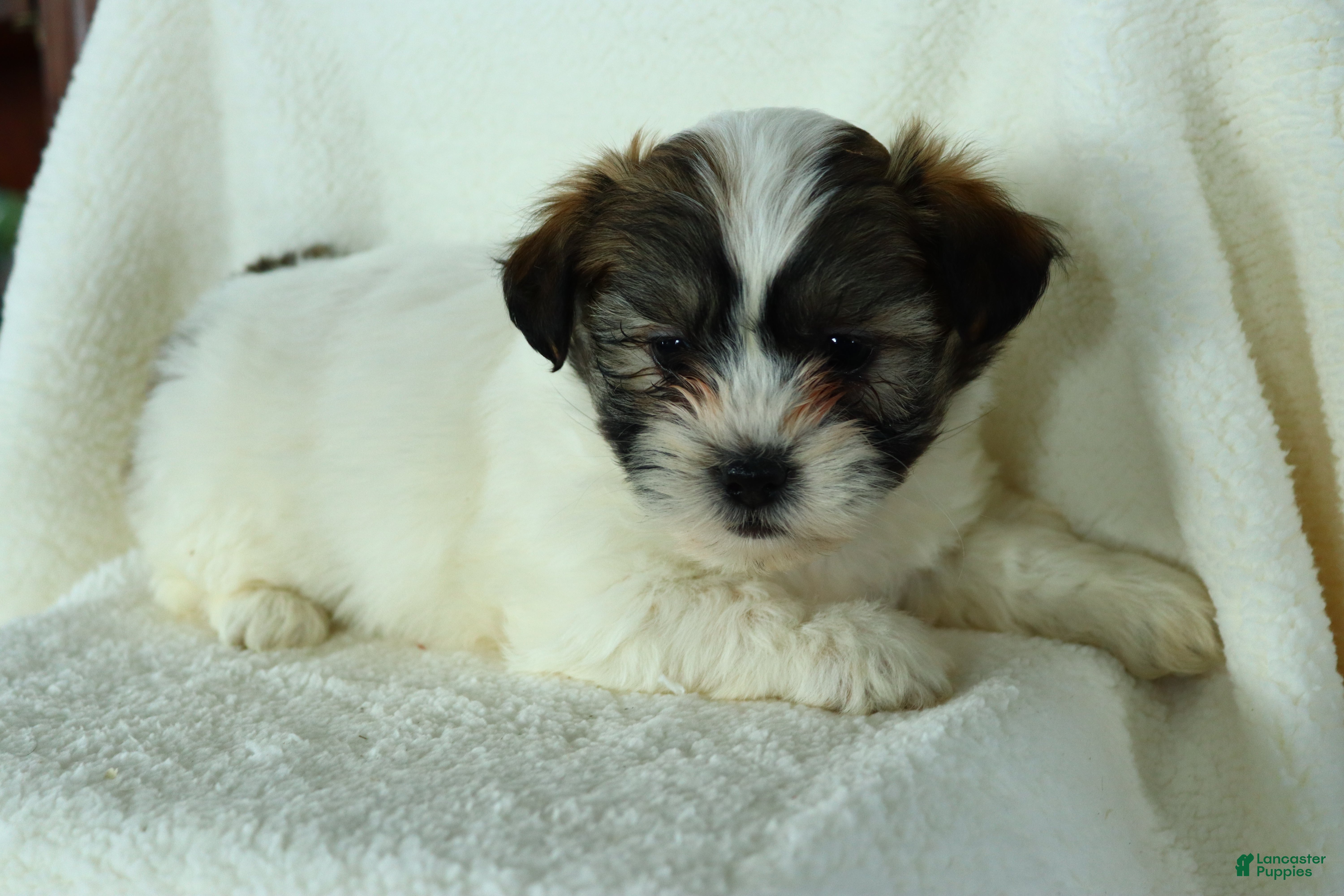 Teddy Bear dogs Raina - Ad 37