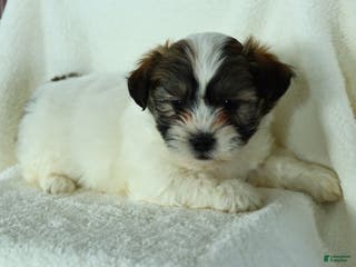 Teddy Bear dogs Raina - Ad 37