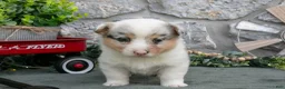 Welsh Corgi Pembroke dogs for sale: Indy - Ad 3