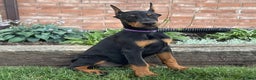 Doberman Pinscher dogs for sale: Selene - Ad 19