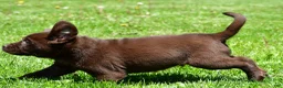 Labrador Retriever dogs for sale: Travis - Ad 3