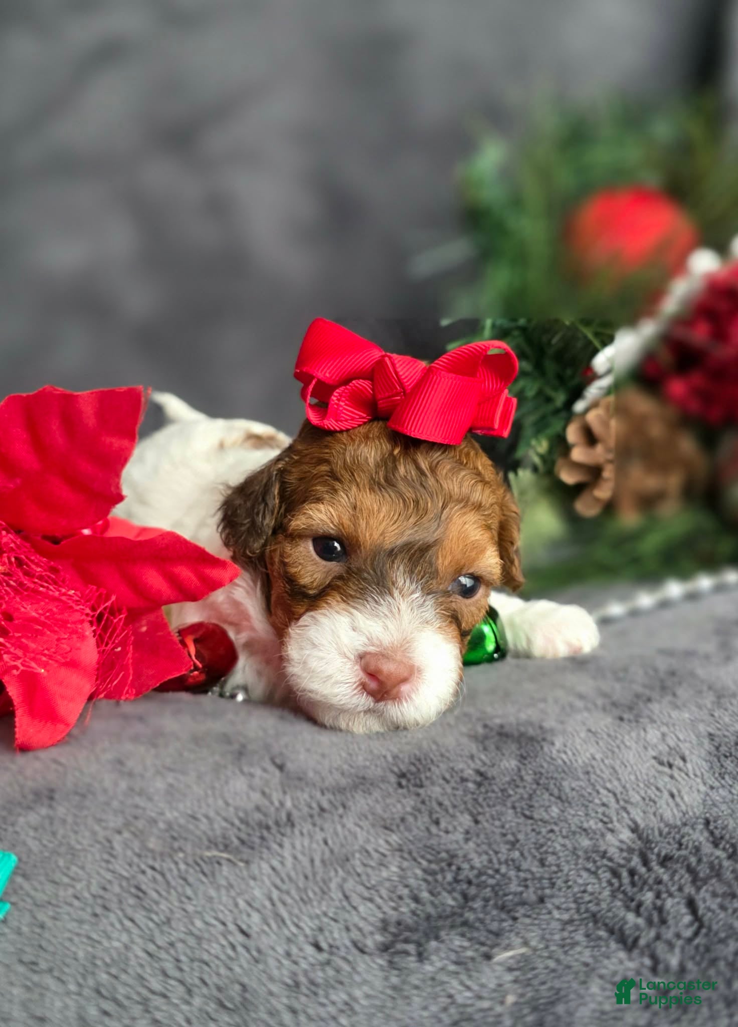 Havapoo dogs Julianne - Ad 42