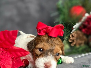 Havapoo dogs Julianne - Ad 33