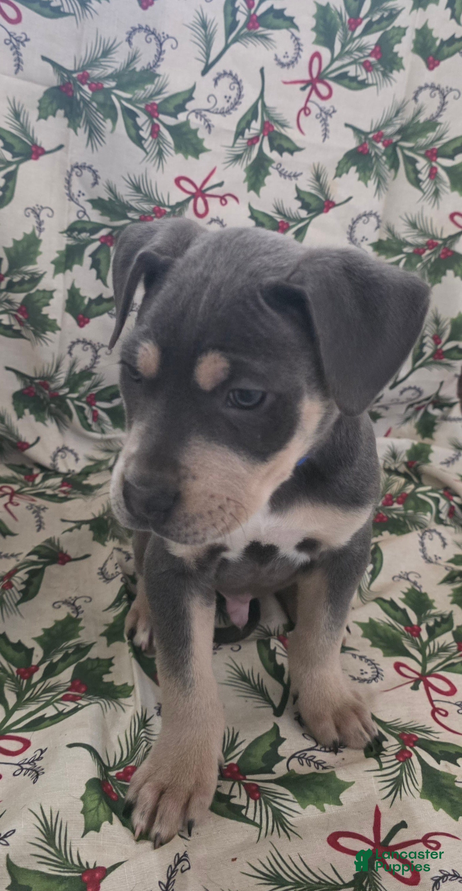 Mixed Breed dogs Chronos - Ad 41