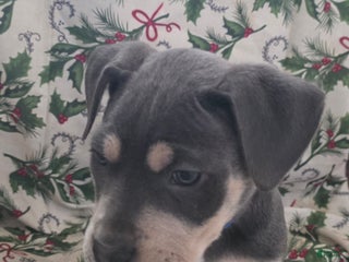 Mixed Breed dogs Chronos - Ad 41