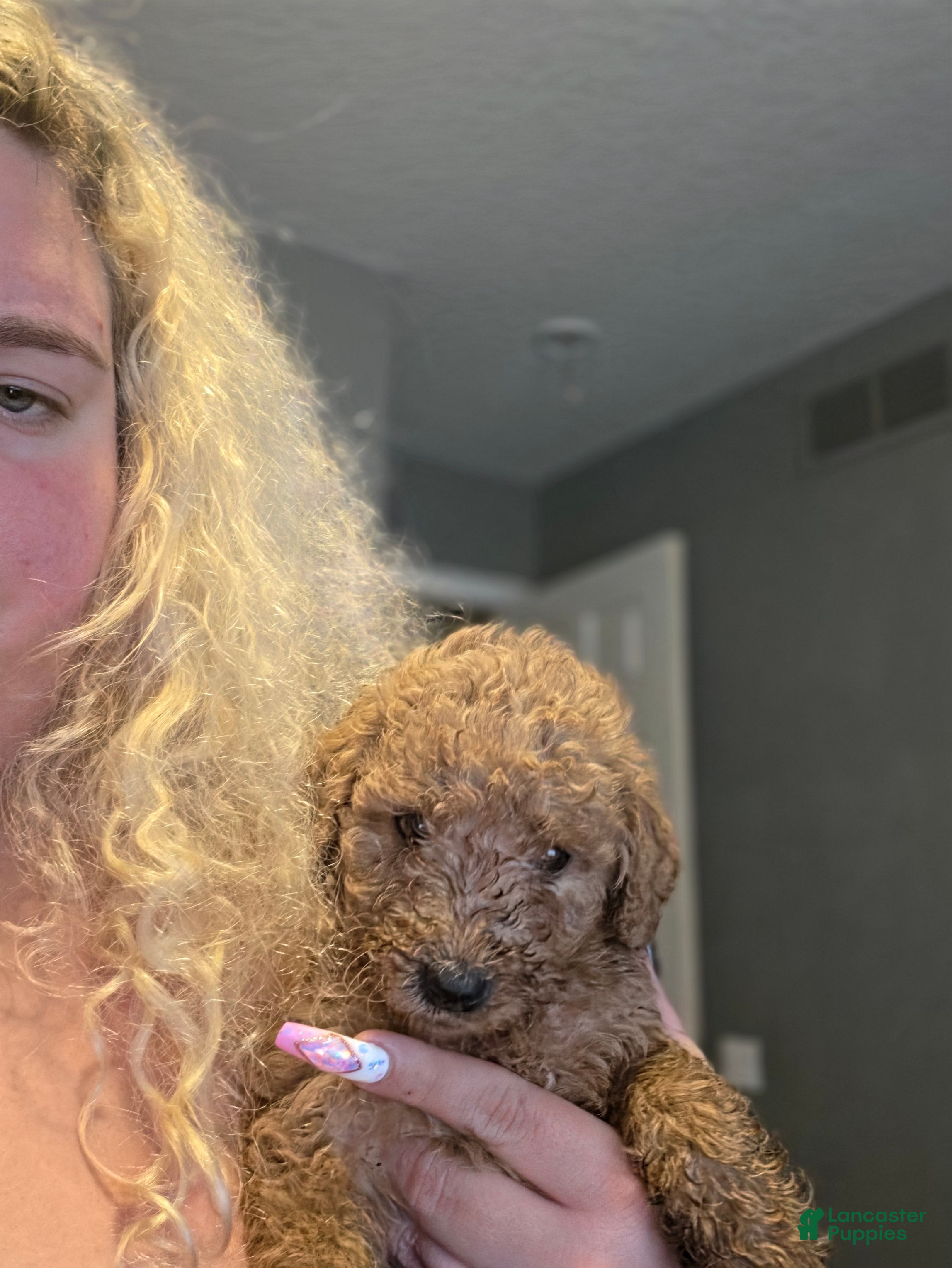 Goldendoodle dogs Goldendoodle 2 - Ad 39