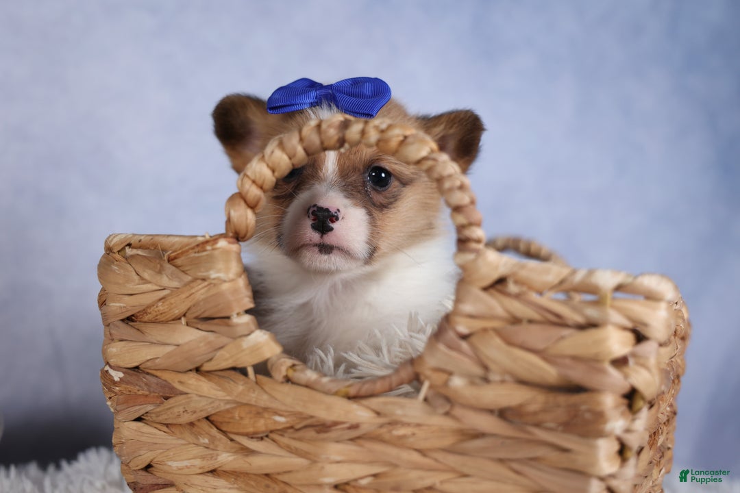 Welsh Corgi Pembroke dogs for sale: BO - Ad 2