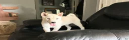 Shiba Inu dogs for sale: Shiba Inu Puppy 4 - Ad 19