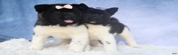 Akita dogs for sale: Oakley - Ad 18