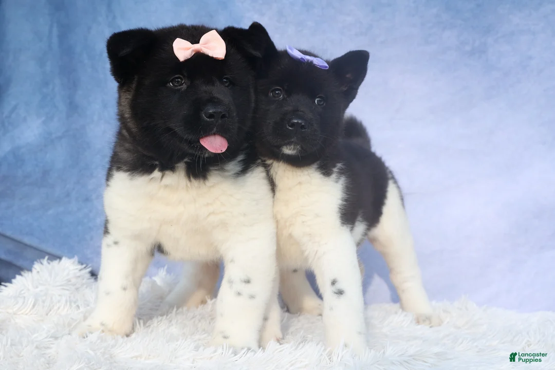 Akita dogs for sale: Oakley - Ad 18