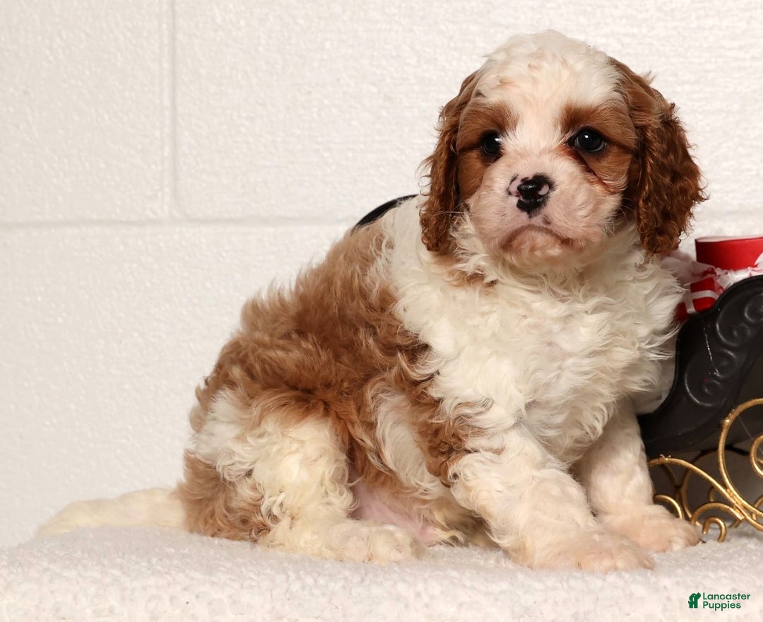 Cavapoo dogs for sale: Theodore - Ad 2