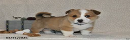 Welsh Corgi Pembroke dogs for sale: Hans - Ad 3